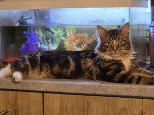  sahne sucht ein neues zuhause 