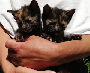   Süße Kitten Kätzchen   