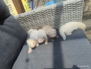 Frettchen Welpen 