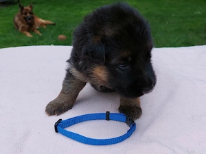 Altdeutscher Schäferhund Welpen