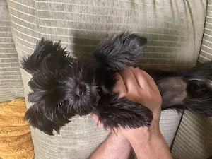 Reinrassige Yorkshire Terrier Welpen mit Ahnentafel 
