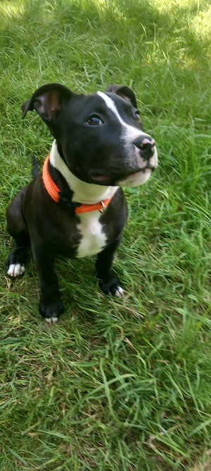 Mischling Pitbull mix Rüde 15 Wochen 