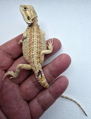 5 Hypo Genetik Stripe het Trans het Wero Männchen