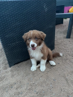 Wunderschöner Australian Shepherd Welpe (16 Wochen) ist auf der Suche nach seinem 5-Sterne-Zuhause