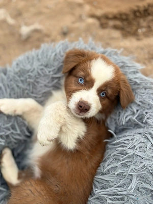 Wunderschöne Australian Shepard Welpen
