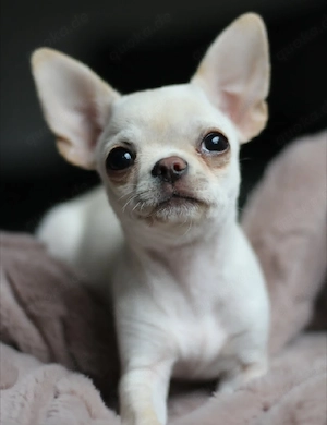 Gesunde Chihuahua-Welpen (Rüden & Hündinnen) suchen ein neues Zuhause
