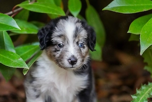  Unsere kleinen Mini Australian Shepherd Herzensbrecher suchen noch ihr perfektes Zuhause 