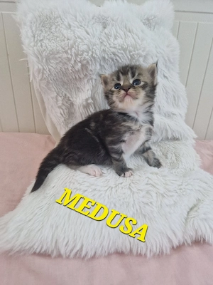Ragcoon kitten 