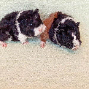 Junge Meerschweinchen Anzeige neu Juni 2026 m w u Liebhabertier Dame weiß Lunkaya weiß California