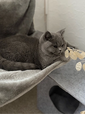 BKH Deckkater