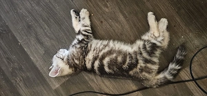 Wundervolle Kitten