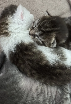 Maine Coon Kitten (mix) 