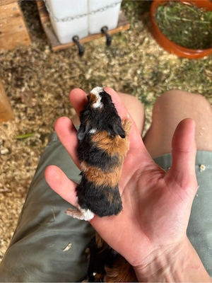 Meerschweinchen Böckchen 