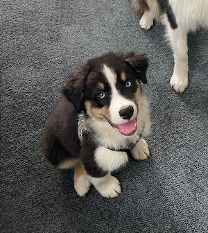 Zauberhafte Australian Sheperd Welpen 