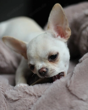 Hervorragende Begleit-Chihuahua-Welpen, die heute erhältlich sind