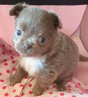  Chihuahua Welpen 