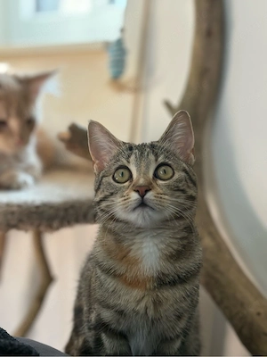 Katzen Dame EKH