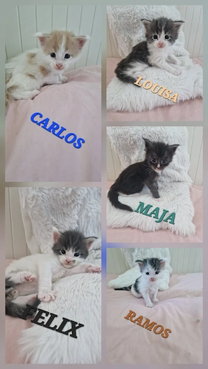sehr menschenbezogen maine coon kitten 