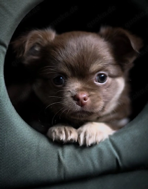 Gesunde Chihuahua-Welpen 