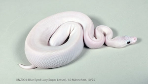 Königspython Python regius Nachzuchten 2025 Super Lesser, Pastel, Bongo