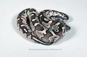 Königspython Python regius Nachzuchten 2025 Lesser, Bongo, Cinnamon