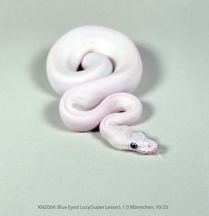 Königspython Python regius Nachzuchten 2025 Super Lesser, Pastel, Bongo