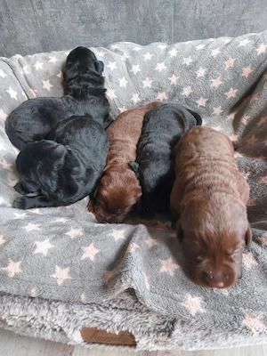 Reinrassige Labrador Welpen aus der Arbeitslinie 