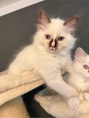 Heilige Birma x Ragdoll Kater abgabebereit!