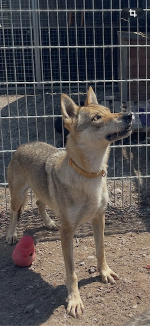 Loba, 7 J., sucht ein ruhiges, gemütliches Plätzchen  Bild 5