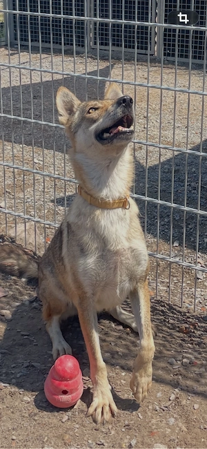 Loba, 7 J., sucht ein ruhiges, gemütliches Plätzchen  Bild 6