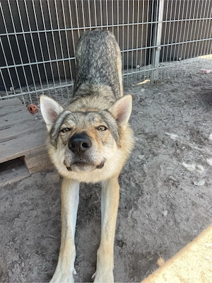 Loba, 7 J., sucht ein ruhiges, gemütliches Plätzchen  Bild 4