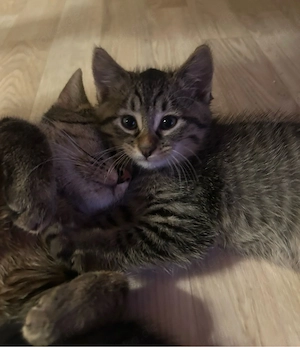 Wunderschöne BKH Tabby Mackerel Kitten in liebevolle Hände abzugeben
