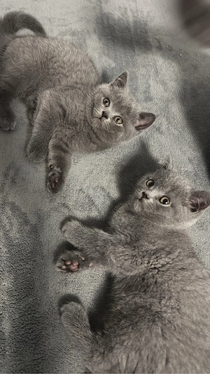 Reinrassige BKH kitten 