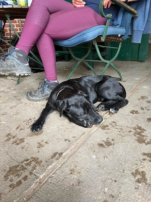 Labrador-Mix Rüde* Bullador*Junghund*Labrador