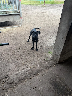 Labrador-Mix Rüde* Bullador*Junghund*Labrador