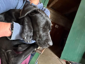 Labrador-Mix Rüde 7 Monate Junghund 