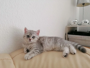 Prinzessin Bkh-Ekh-Mix