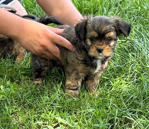 shizu chihuahua mix welpen 