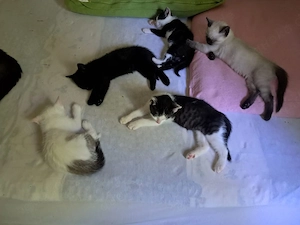 Süße Kater suchen ein liebevolles Zuhause   