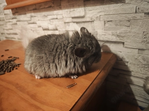 Chinchilla Angora Brüder zur Abgabe Preis auf Anfrage!