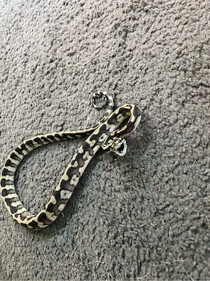 Teppichpython (Morelia spilota harrisoni Axanthic)