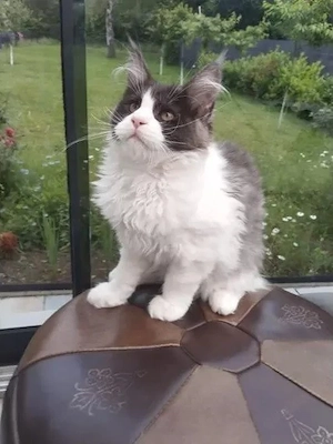 Reinrassige Maine-Coon-Kätzchen mit Stammbaum jetzt erhältlich