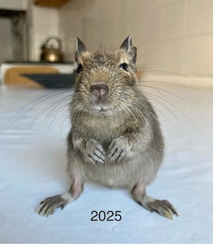 Junges Degu-Böckchen