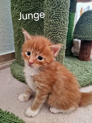 Main Coon Kitten mit Stammbaum