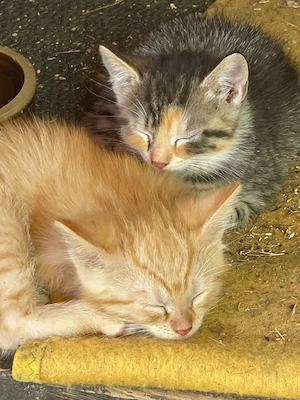 Perser-Mix Kitten