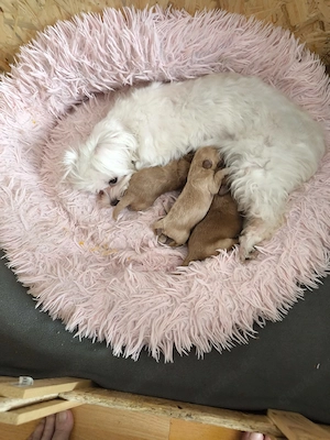unsere Zuckersüßen Mini Maltipoo Welpen sind da 