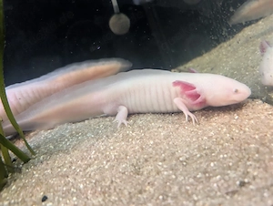 axolotl zu verschenken 