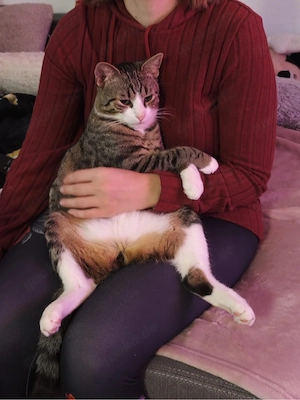 Kater kastriert 