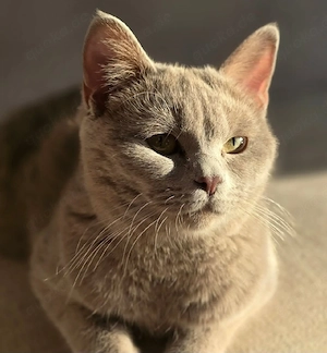 lilac BKH Katze sucht ein Zuhause 