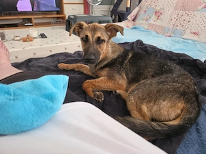 Leilli, suche mein Zuhause für immer